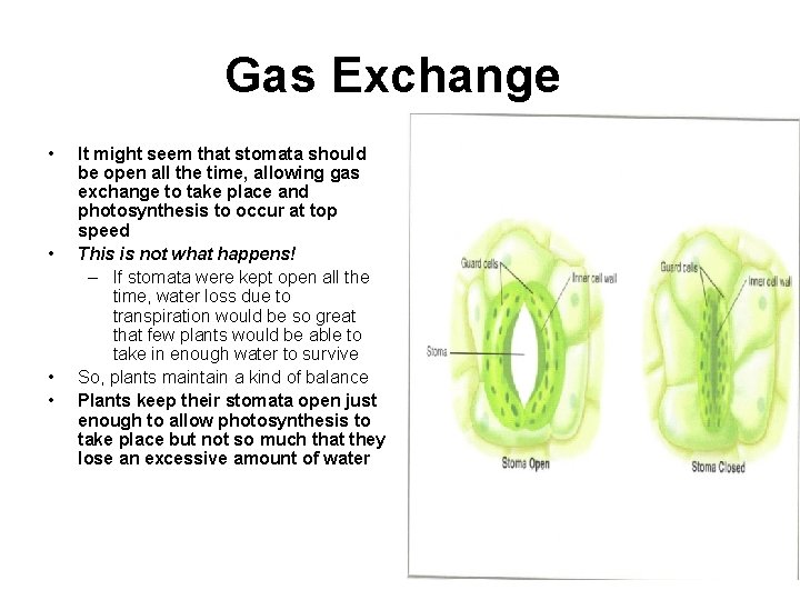 Gas Exchange • • It might seem that stomata should be open all the