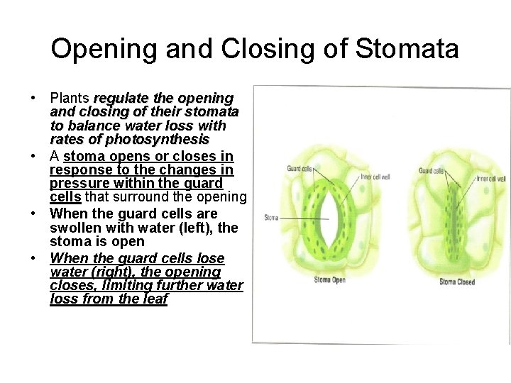 Opening and Closing of Stomata • Plants regulate the opening and closing of their