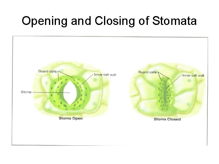 Opening and Closing of Stomata 