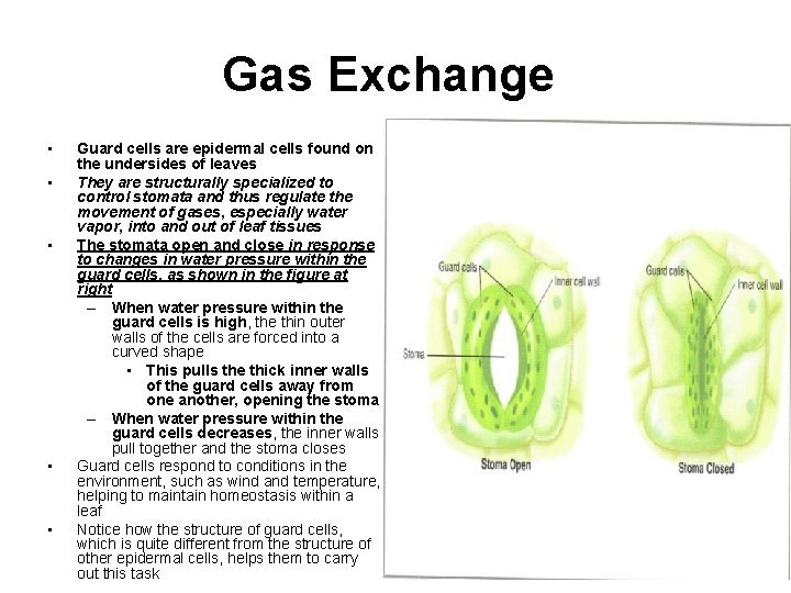 Gas Exchange • • • Guard cells are epidermal cells found on the undersides