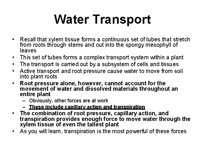 Water Transport • Recall that xylem tissue forms a continuous set of tubes that