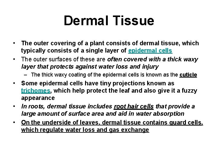 Dermal Tissue • The outer covering of a plant consists of dermal tissue, which