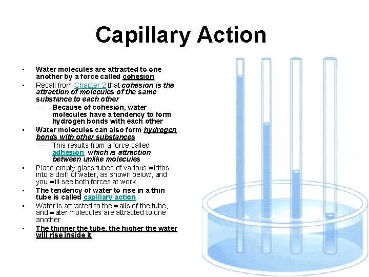 Capillary Action • • Water molecules are attracted to one another by a force