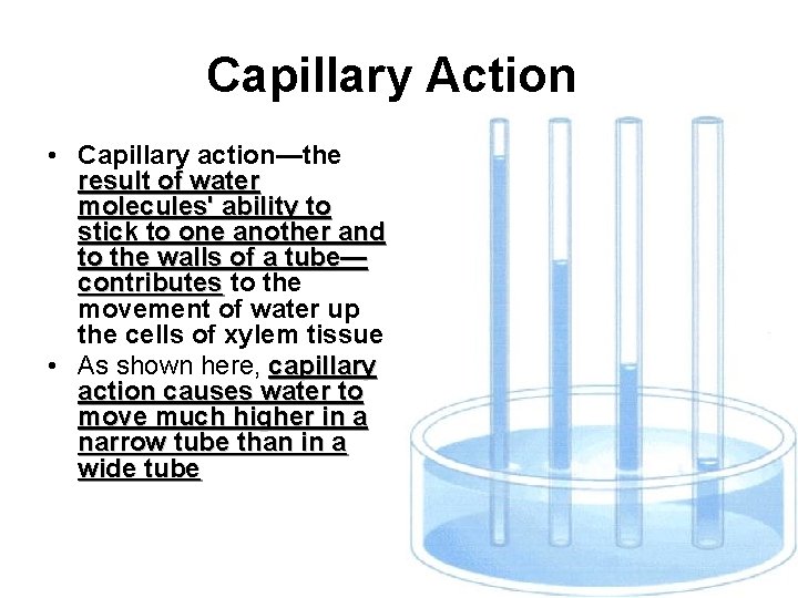 Capillary Action • Capillary action—the result of water molecules' ability to stick to one