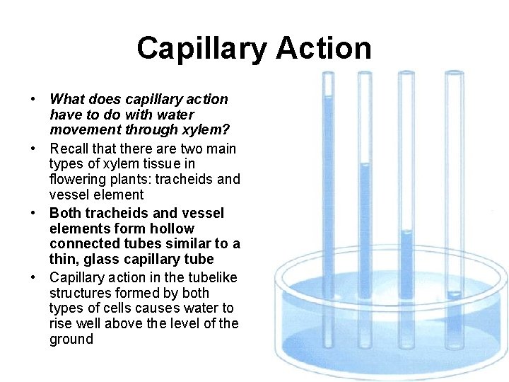 Capillary Action • What does capillary action have to do with water movement through