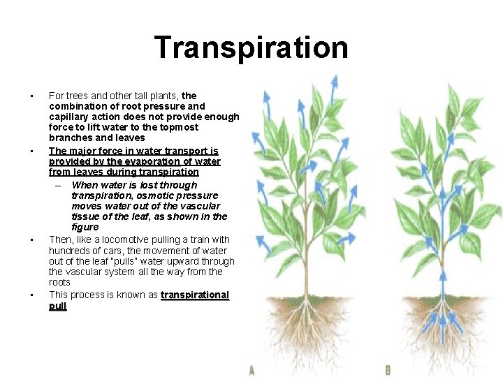 Transpiration • • For trees and other tall plants, the combination of root pressure