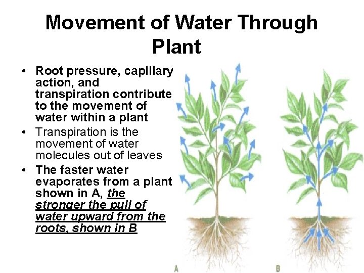 Movement of Water Through Plant • Root pressure, capillary action, and transpiration contribute to
