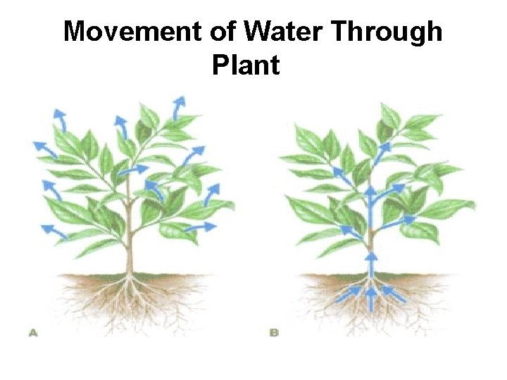 Movement of Water Through Plant 