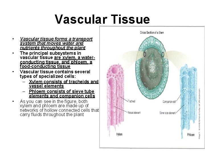 Vascular Tissue • • Vascular tissue forms a transport system that moves water and
