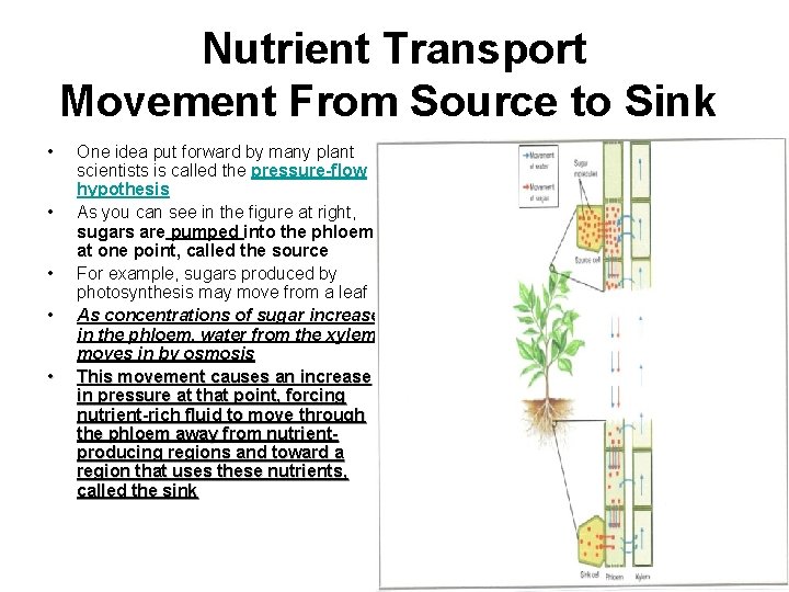 Nutrient Transport Movement From Source to Sink • • • One idea put forward
