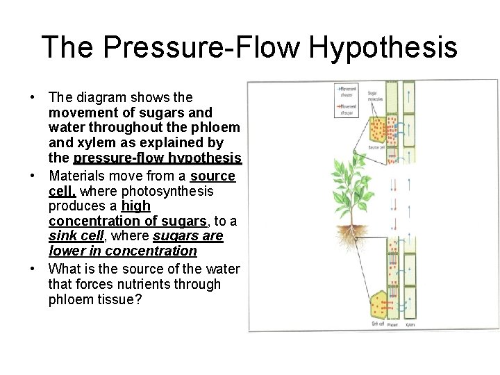 The Pressure-Flow Hypothesis • The diagram shows the movement of sugars and water throughout