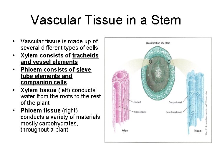 Vascular Tissue in a Stem • Vascular tissue is made up of several different