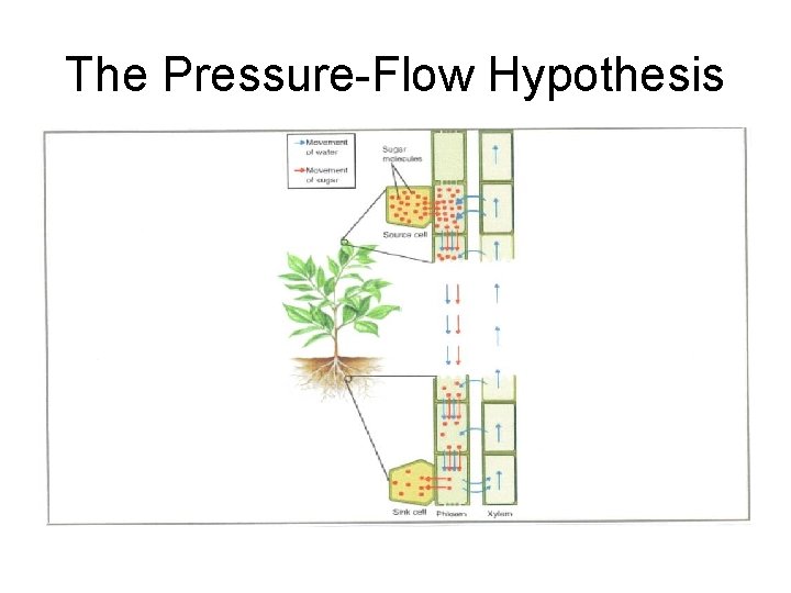 The Pressure-Flow Hypothesis 