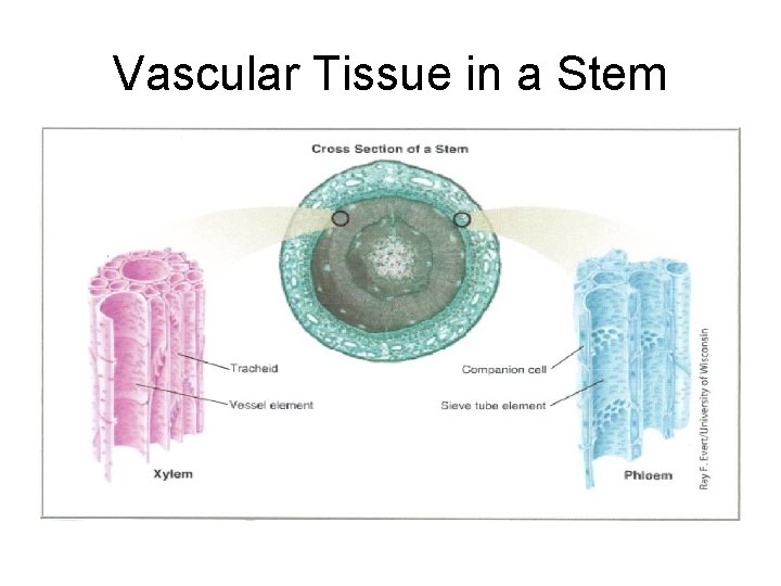 Vascular Tissue in a Stem 