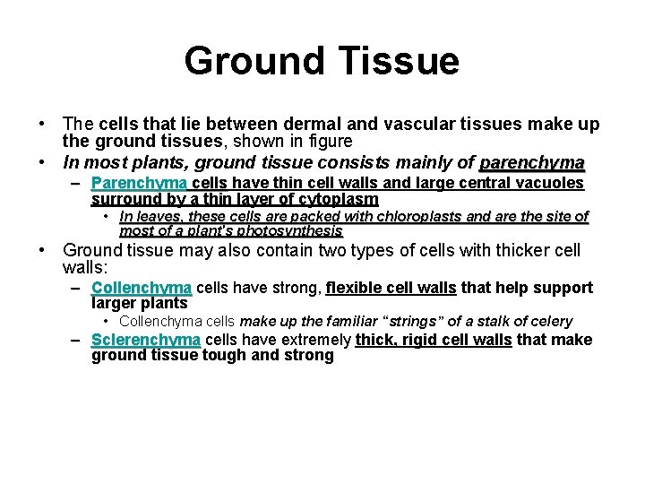 Ground Tissue • The cells that lie between dermal and vascular tissues make up