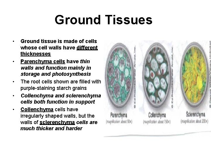 Ground Tissues • • • Ground tissue is made of cells whose cell walls