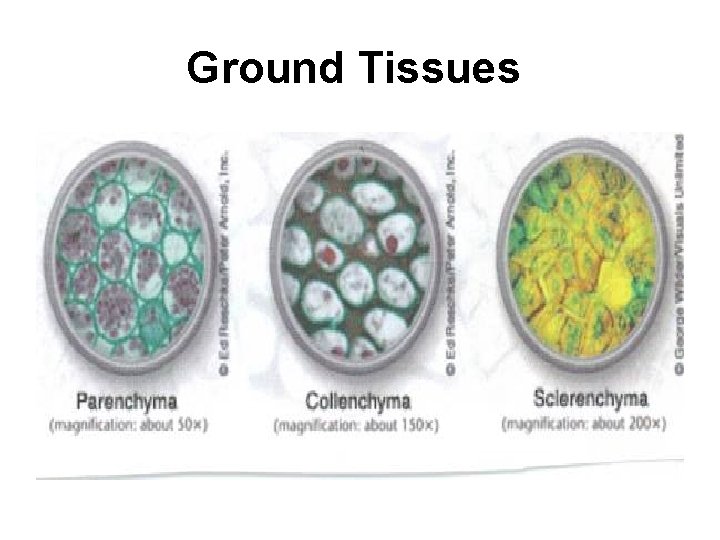 Ground Tissues 