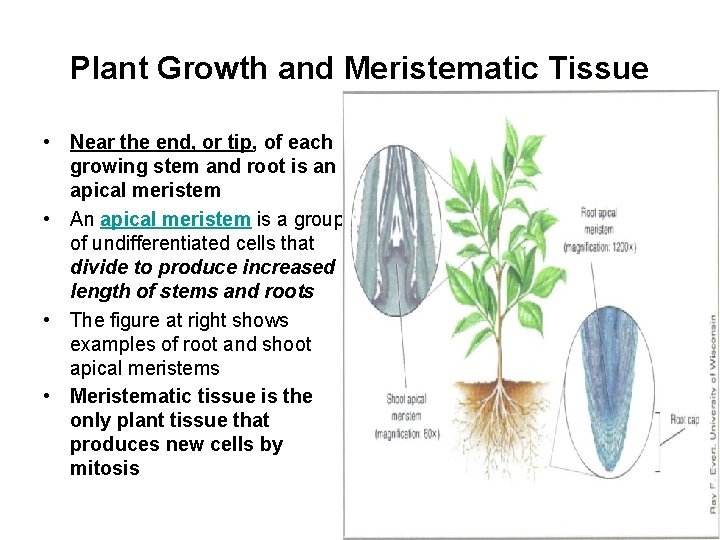 Plant Growth and Meristematic Tissue • Near the end, or tip, of each growing