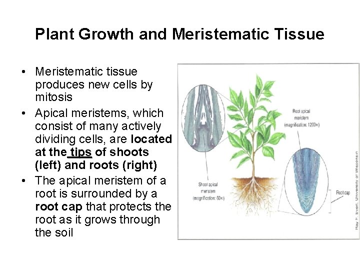 Plant Growth and Meristematic Tissue • Meristematic tissue produces new cells by mitosis •