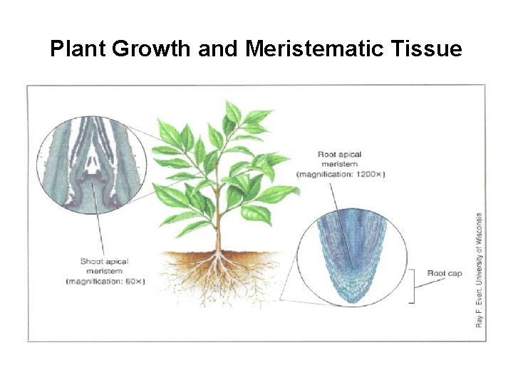 Plant Growth and Meristematic Tissue 