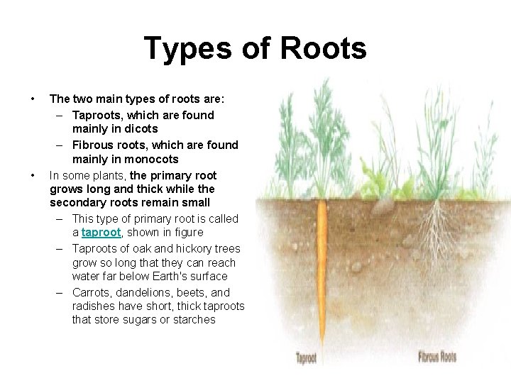 Types of Roots • • The two main types of roots are: – Taproots,