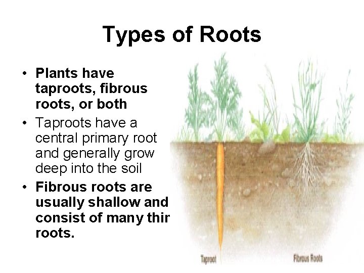 Types of Roots • Plants have taproots, fibrous roots, or both • Taproots have