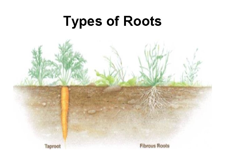 Types of Roots 