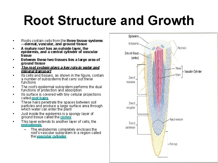 Root Structure and Growth • • • Roots contain cells from the three tissue