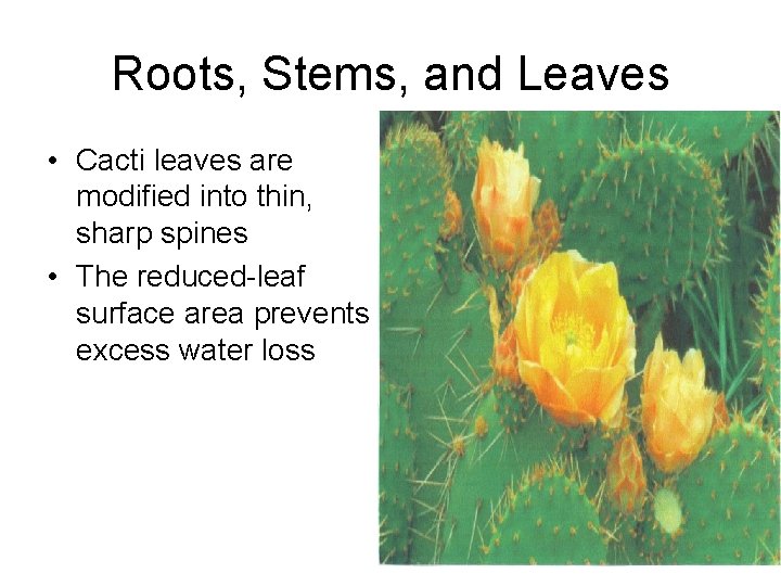 Roots, Stems, and Leaves • Cacti leaves are modified into thin, sharp spines •