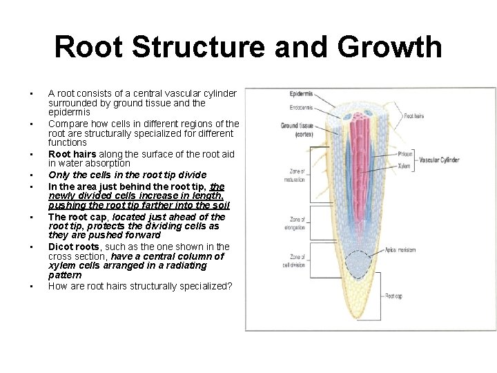 Root Structure and Growth • • A root consists of a central vascular cylinder