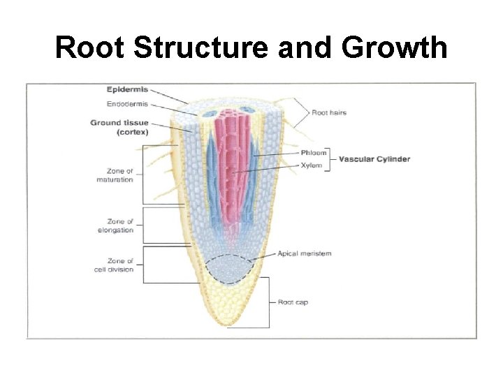 Root Structure and Growth 