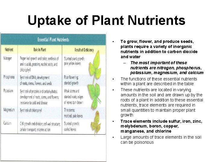 Uptake of Plant Nutrients • • • To grow, flower, and produce seeds, plants