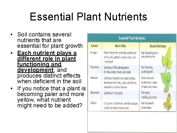 Essential Plant Nutrients • Soil contains several nutrients that are essential for plant growth
