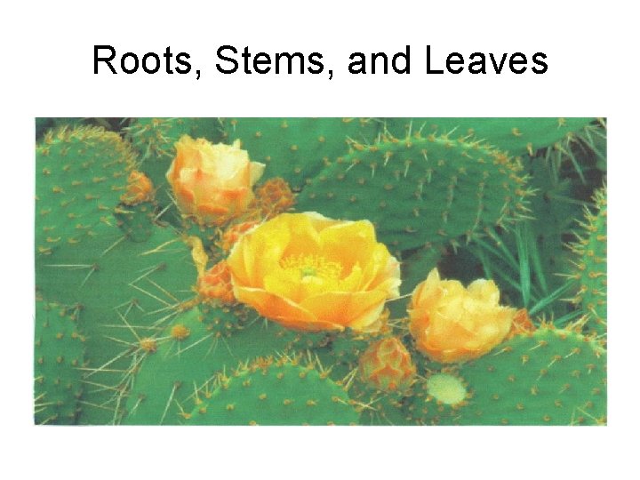 Roots, Stems, and Leaves 