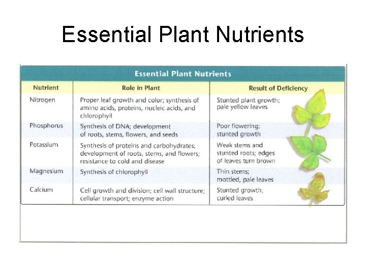 Essential Plant Nutrients 