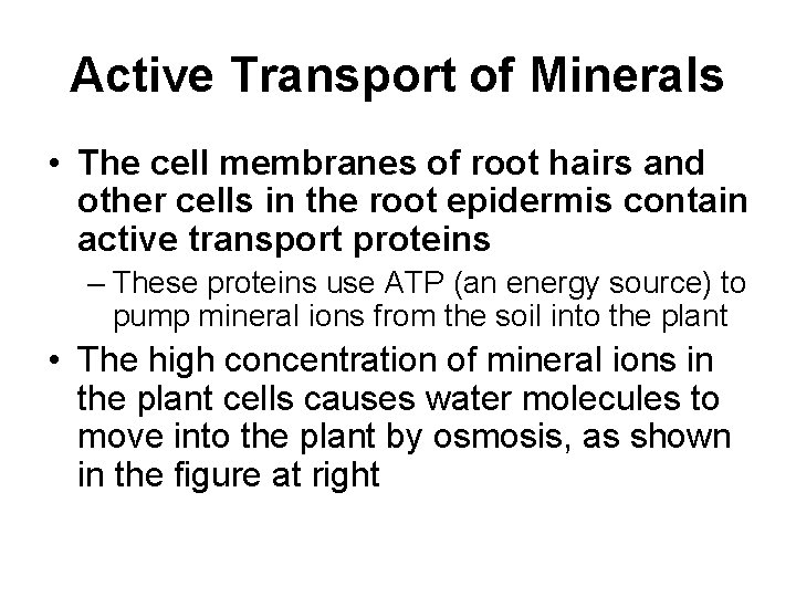 Active Transport of Minerals • The cell membranes of root hairs and other cells