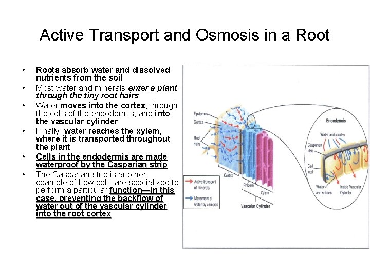 Active Transport and Osmosis in a Root • • • Roots absorb water and