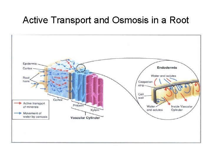 Active Transport and Osmosis in a Root 