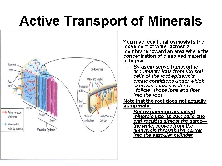Active Transport of Minerals • • You may recall that osmosis is the movement