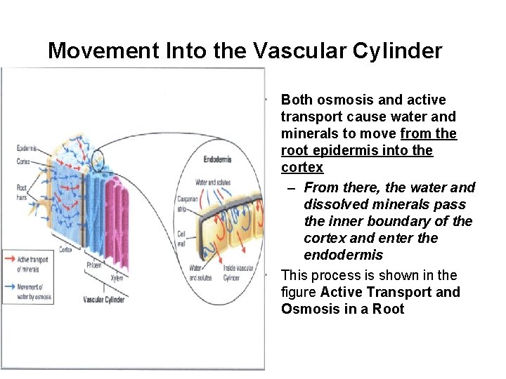 Movement Into the Vascular Cylinder • Both osmosis and active transport cause water and