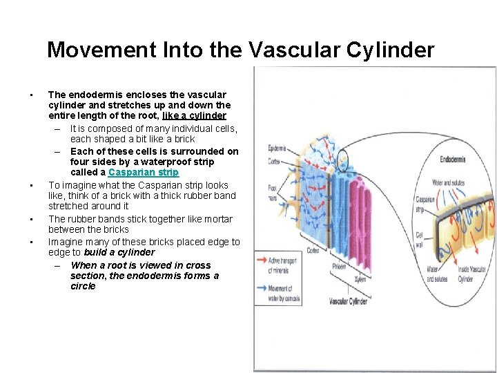 Movement Into the Vascular Cylinder • • The endodermis encloses the vascular cylinder and