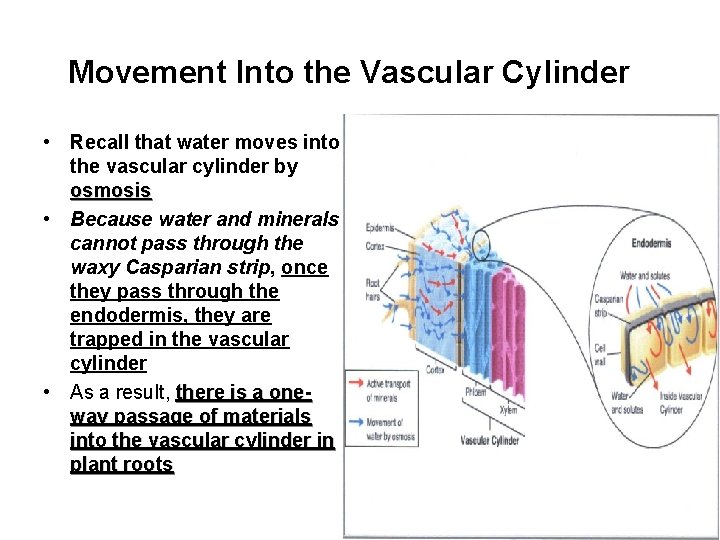 Movement Into the Vascular Cylinder • Recall that water moves into the vascular cylinder