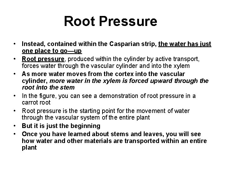 Root Pressure • Instead, contained within the Casparian strip, the water has just one