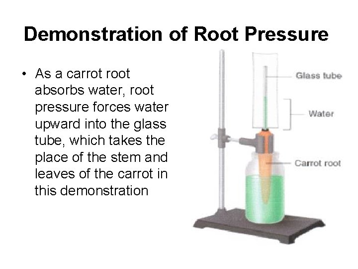 Demonstration of Root Pressure • As a carrot root absorbs water, root pressure forces