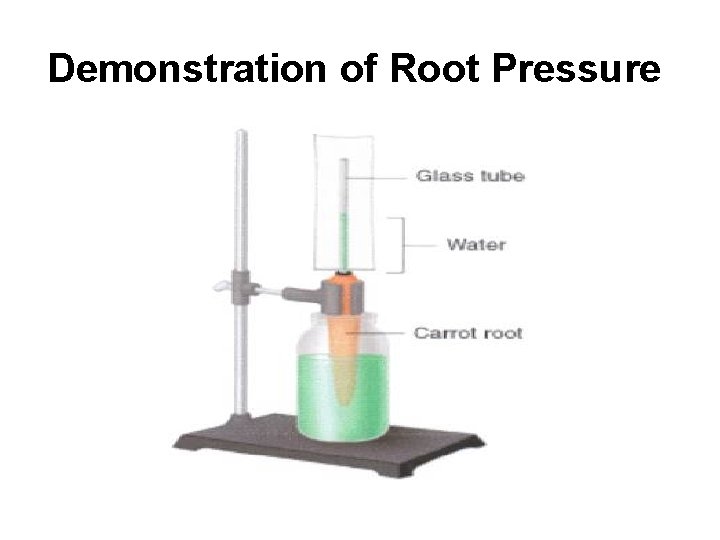 Demonstration of Root Pressure 