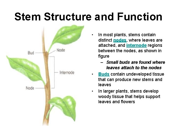 Stem Structure and Function • • • In most plants, stems contain distinct nodes,