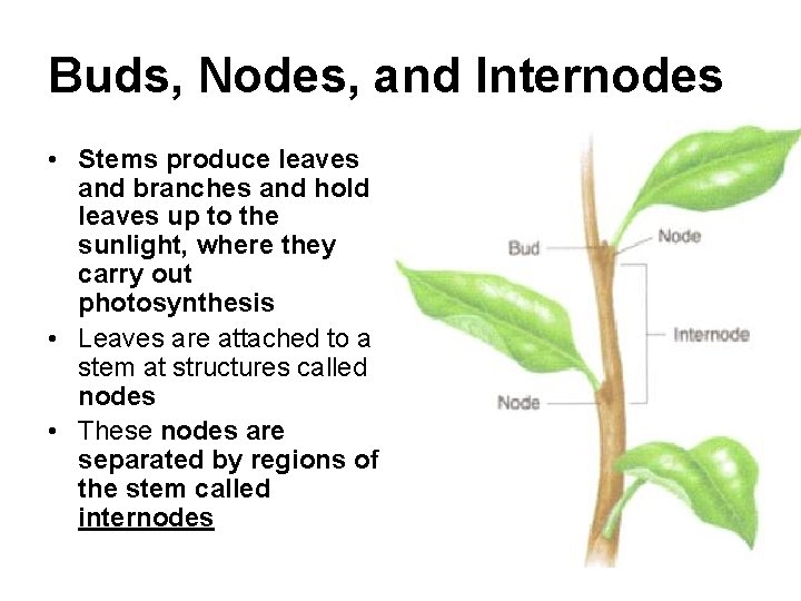 Buds, Nodes, and Internodes • Stems produce leaves and branches and hold leaves up