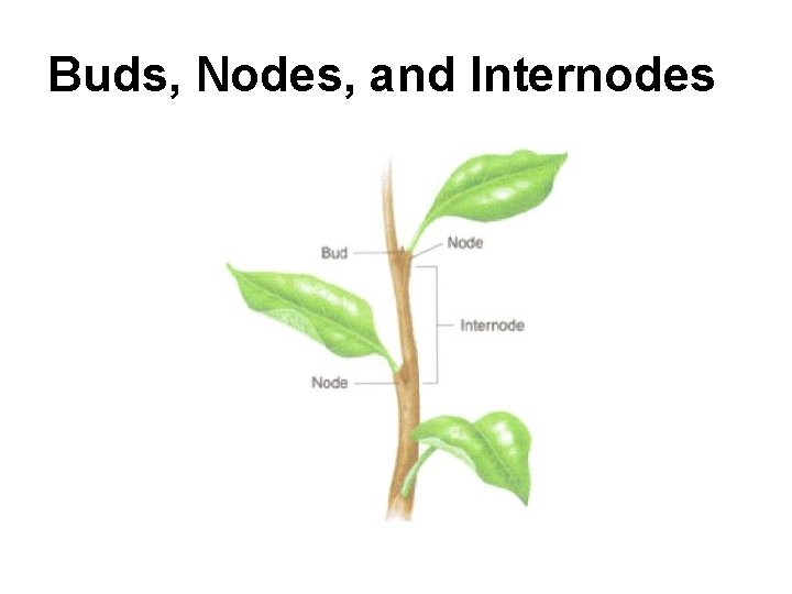 Buds, Nodes, and Internodes 