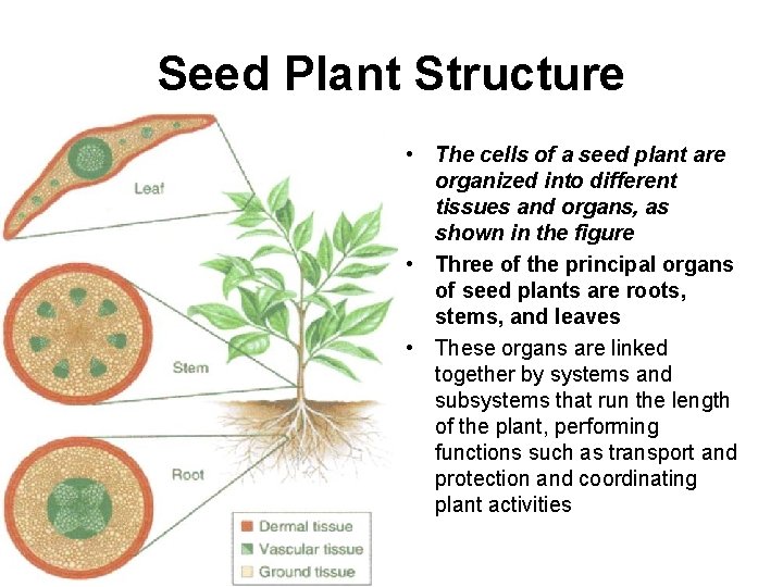 Seed Plant Structure • The cells of a seed plant are organized into different