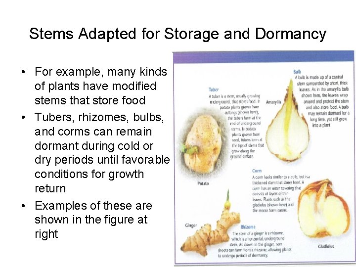 Stems Adapted for Storage and Dormancy • For example, many kinds of plants have